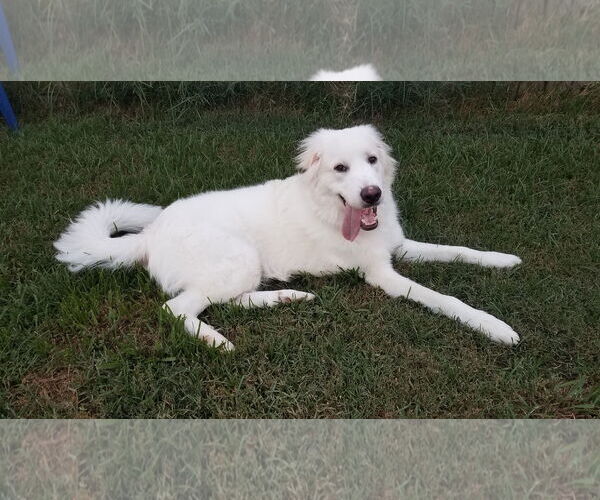 Medium Photo #32 Great Pyrenees Puppy For Sale in Houston, TX, USA