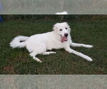 Small #31 Great Pyrenees