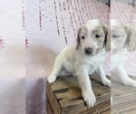 Small Photo #99 Aussie-Poo-Goldendoodle Mix Puppy For Sale in COMMERCE, MI, USA