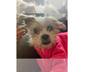 Shih Tzu-Unknown Mix Dogs for adoption in Glen Haven, WI, USA
