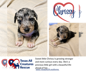 Mutt Dogs for adoption in Lillian, TX, USA