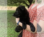 Small #2 German Shepherd Dog