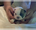 Small Photo #1 French Bulldog Puppy For Sale in ATWATER, CA, USA