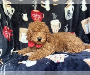 Cavapoo Puppy for sale in LAKELAND, FL, USA
