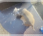 Small #3 American Pit Bull Terrier