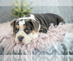 Puppy Clover Beabull