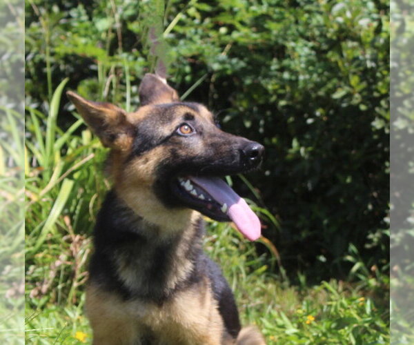 Medium Photo #3 German Shepherd Dog Puppy For Sale in Holly Hill, SC, USA
