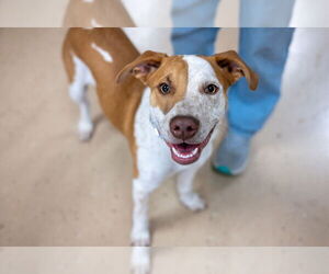 Mutt Dogs for adoption in Mundelein, IL, USA