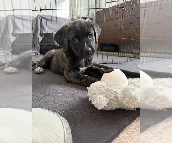 Medium Photo #2 Labrador Retriever-Unknown Mix Puppy For Sale in Studio City, CA, USA