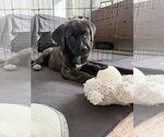 Small #1 Labrador Retriever Mix