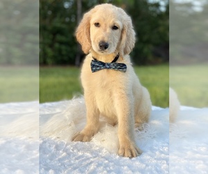 Goldendoodle Puppy for sale in FROSTPROOF, FL, USA