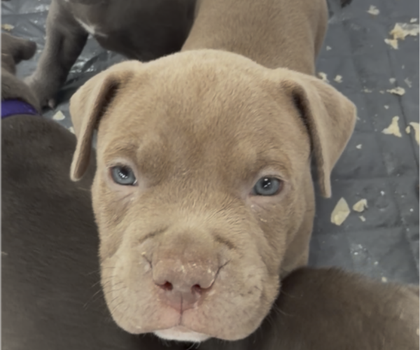 Medium Photo #2 American Pit Bull Terrier Puppy For Sale in ORANGE, NJ, USA