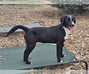 Ricky - Male Labrador Retriever Dog for Adoption - Photo #7