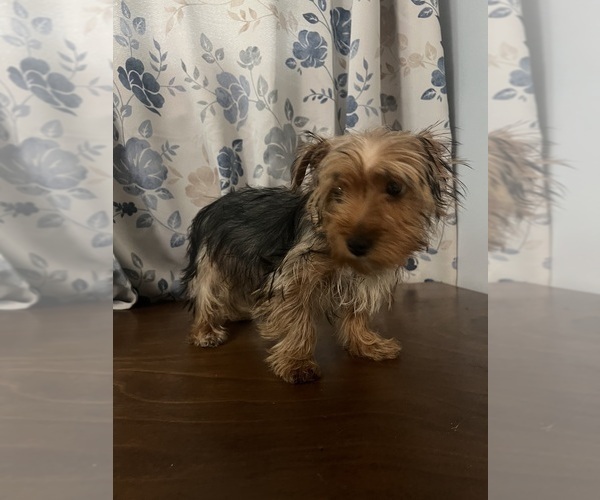 Medium Photo #19 Yorkshire Terrier Puppy For Sale in DURHAM, CT, USA