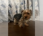 Small Photo #19 Yorkshire Terrier Puppy For Sale in DURHAM, CT, USA