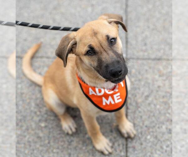 Medium Photo #6 Labrador Retriever-Unknown Mix Puppy For Sale in San Diego, CA, USA