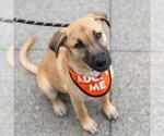 Small #5 Labrador Retriever Mix