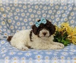 Small #4 Poodle (Miniature)