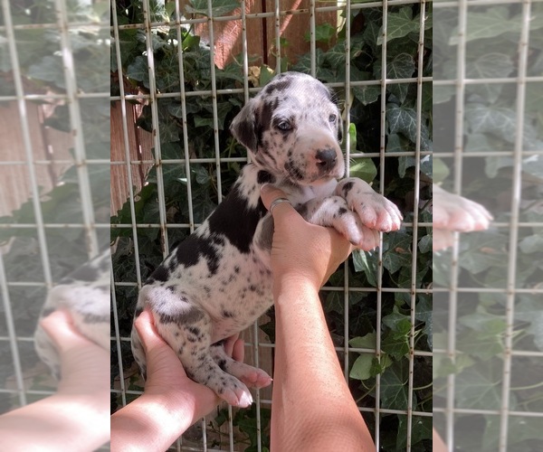 Medium Photo #5 Great Dane Puppy For Sale in BEAUMONT, CA, USA