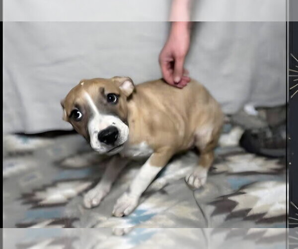 Medium Photo #6 Mutt Puppy For Sale in Aurora, IN, USA