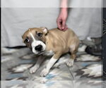 Small #5 Mutt