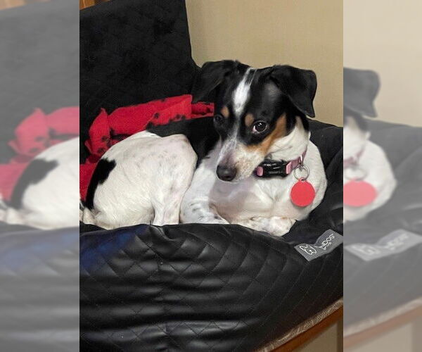 Medium Photo #9 Mutt Puppy For Sale in St. Louis Park, MN, USA