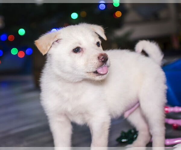 Medium Photo #6 Shepradors Puppy For Sale in Princeton, MN, USA