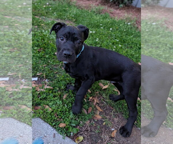 Medium Photo #1 Mutt Puppy For Sale in Holly Springs, NC, USA