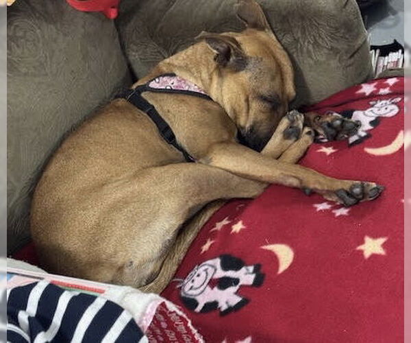 Medium Photo #6 American Pit Bull Terrier-Unknown Mix Puppy For Sale in Princeton, MN, USA