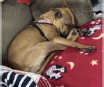Small #5 American Pit Bull Terrier Mix