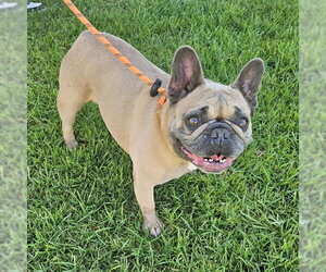 French Bulldog Dogs for adoption in Camarillo, CA, USA