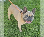 Small French Bulldog