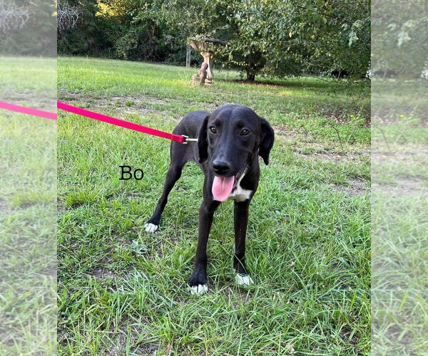 Medium Photo #1 Mutt Puppy For Sale in Ridgefield, CT, USA