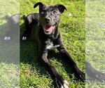 Small Photo #3 Mutt Puppy For Sale in Great Bend, KS, USA