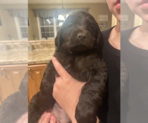 Medium Photo #6 Boykin Spaniel Puppy For Sale in BAMBERG, SC, USA
