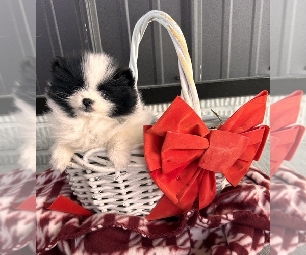 Medium Photo #2 Pomeranian Puppy For Sale in MIDDLEBURY, IN, USA