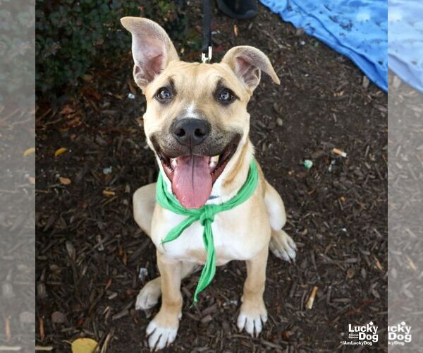 Medium Photo #9 Mutt Puppy For Sale in Washington, DC, USA