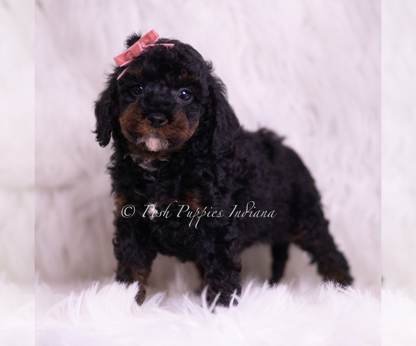 Medium Photo #33 Poodle (Miniature) Puppy For Sale in WARSAW, IN, USA