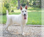 Small #3 German Shepherd Dog