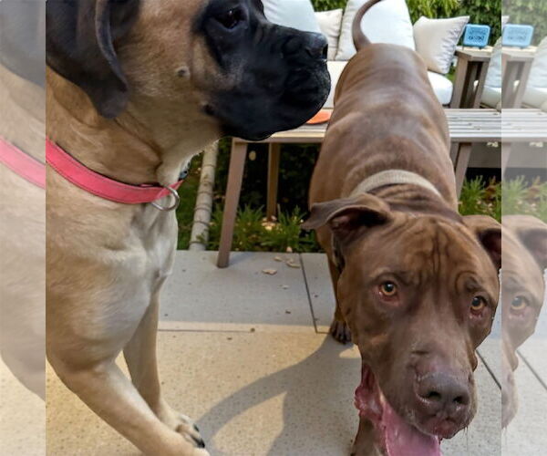 Medium Photo #4 Dogue de Bordeaux Puppy For Sale in Goodyear, AZ, USA