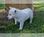 Small #3 German Shepherd Dog