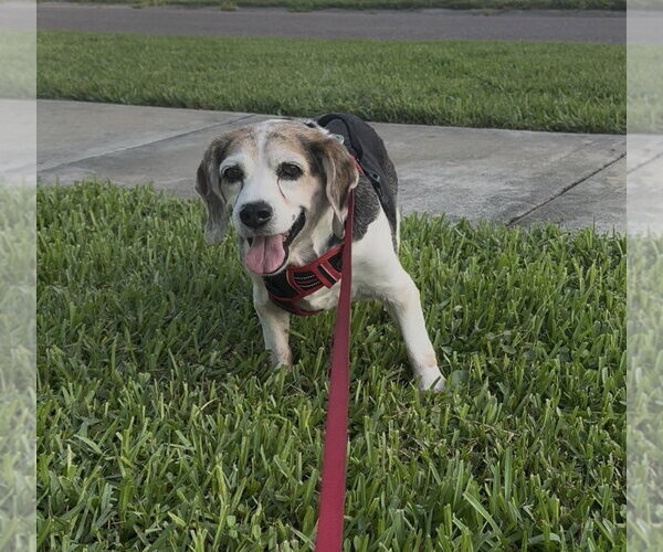 Medium Photo #8 Beagle Puppy For Sale in Tampa, FL, USA