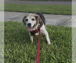 Small #7 Beagle