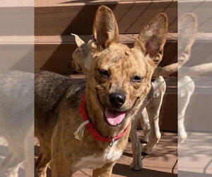 Mutt Dogs for adoption in San Diego, CA, USA