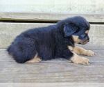 Small Photo #5 Australian Shepherd Puppy For Sale in RAYMORE, MO, USA