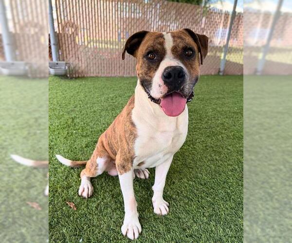 Medium Photo #1 Boxer-Unknown Mix Puppy For Sale in Chula Vista, CA, USA
