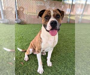 Boxer-Unknown Mix Dogs for adoption in Chula Vista, CA, USA