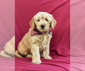Goldendoodle (Miniature) Puppy for sale in KIRKWOOD, PA, USA