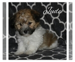 Puppy 2 Havanese