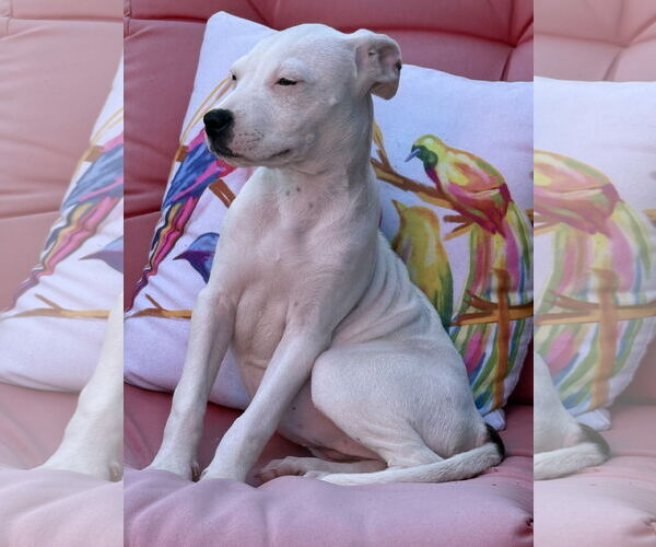 Medium Photo #7 American Pit Bull Terrier-Unknown Mix Puppy For Sale in Wakefield, RI, USA